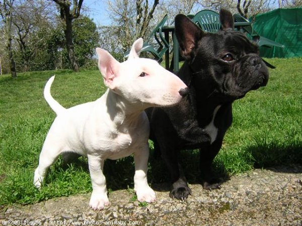 Photo de Bouledogue franais