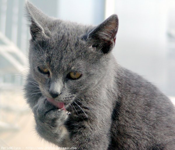 Photo de Chat domestique