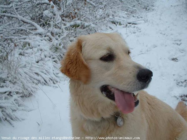 Photo de Golden retriever