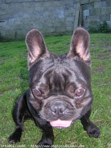 Photo de Bouledogue franais