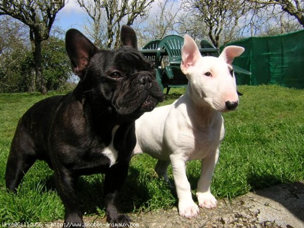 Photo de Bouledogue franais