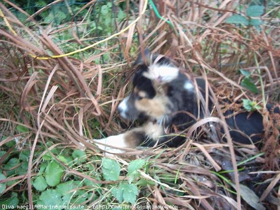 Photo de Border collie