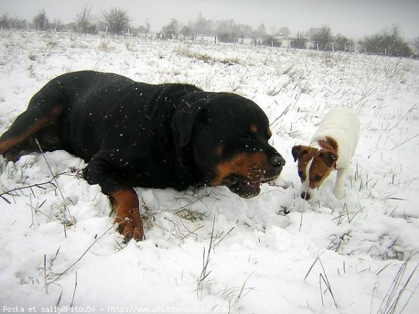 Photo de Rottweiler