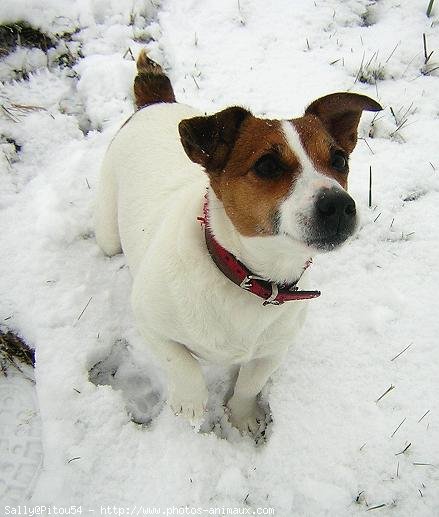 Photo de Jack russell terrier