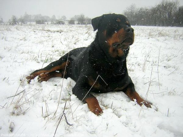 Photo de Rottweiler