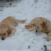 Photo de Golden retriever