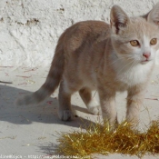 Photo de Chat domestique