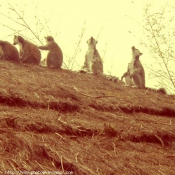 Photo de Chien de prairie