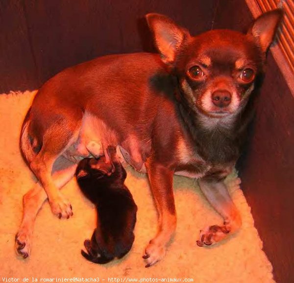 Photo de Chihuahua  poil court