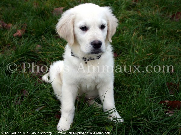 Photo de Golden retriever