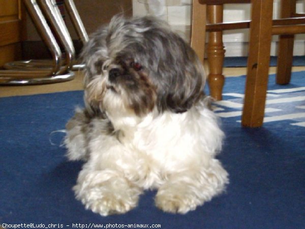 Photo de Shih tzu