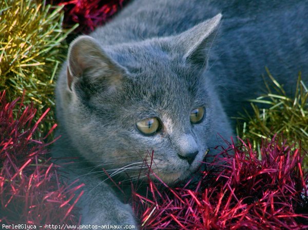 Photo de Chat domestique