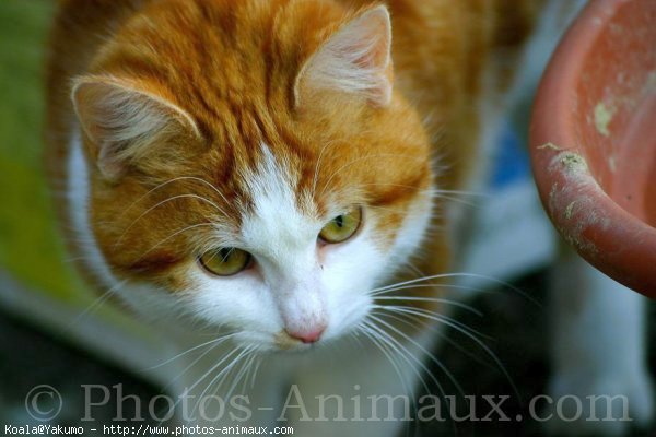 Photo de Chat domestique