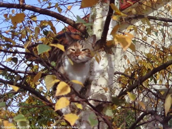 Photo de Chat domestique