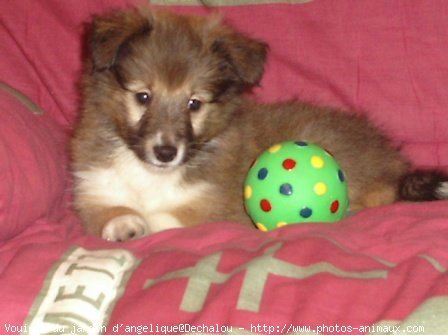 Photo de Chien de berger des shetland