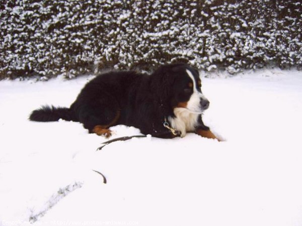 Photo de Bouvier bernois