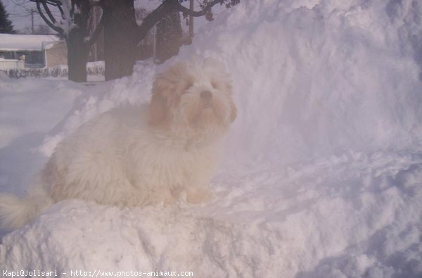 Photo de Lhassa apso