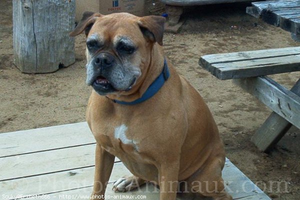 Photo de Boxer