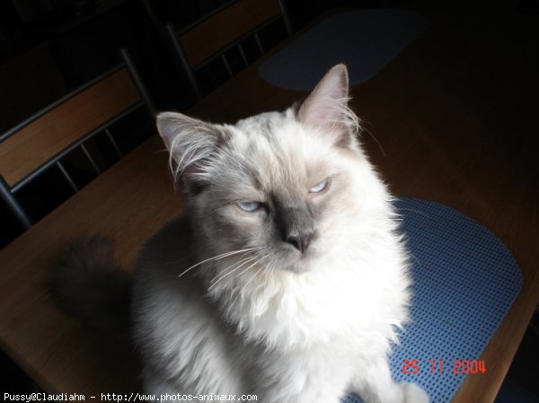 Photo de Ragdoll