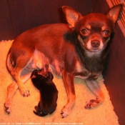 Photo de Chihuahua  poil court