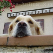 Photo de Golden retriever