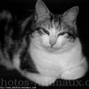 Photo de Chat domestique