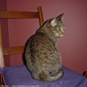 Photo d'Ocicat