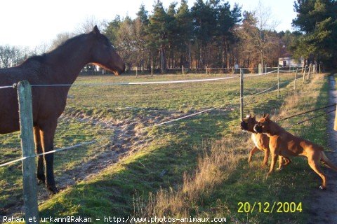 Photo de Boxer