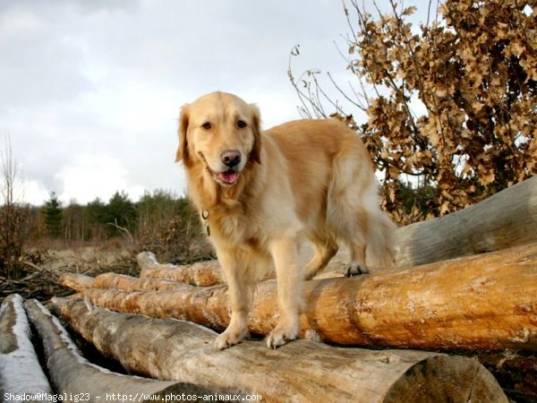 Photo de Golden retriever