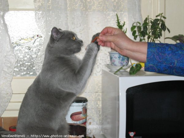 Photo de British shorthair