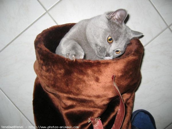 Photo de British shorthair