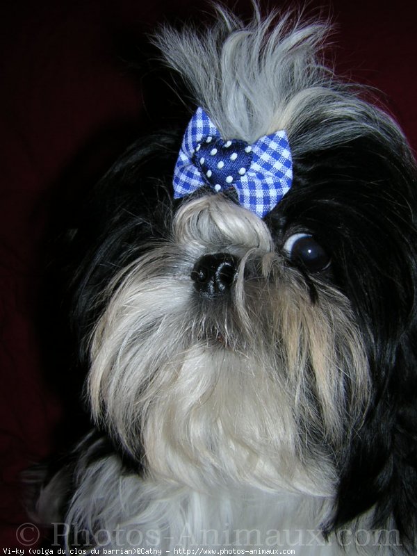 Photo de Shih tzu