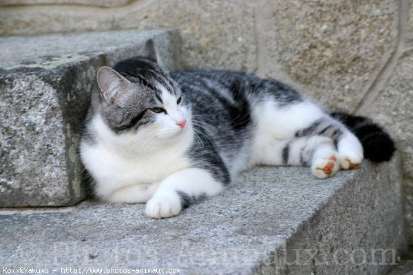 Photo de Chat domestique