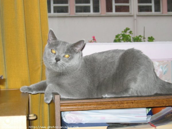 Photo de British shorthair