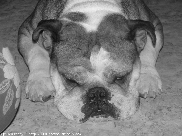 Photo de Bulldog