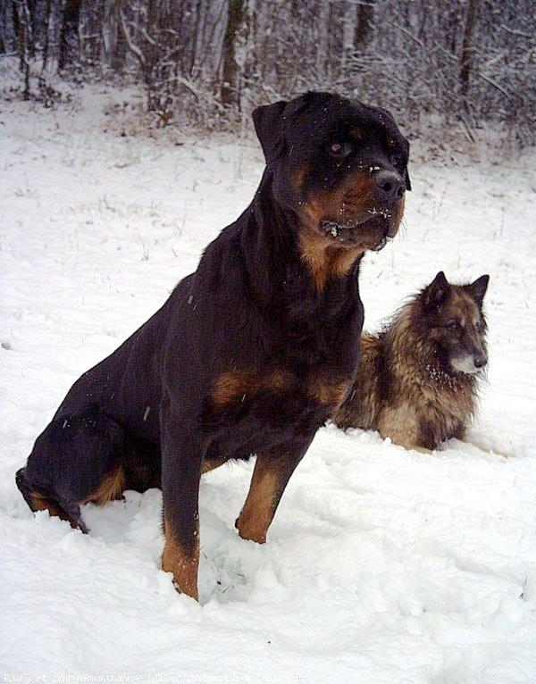 Photo de Rottweiler