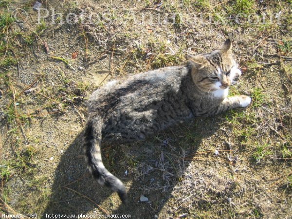 Photo de Chat domestique