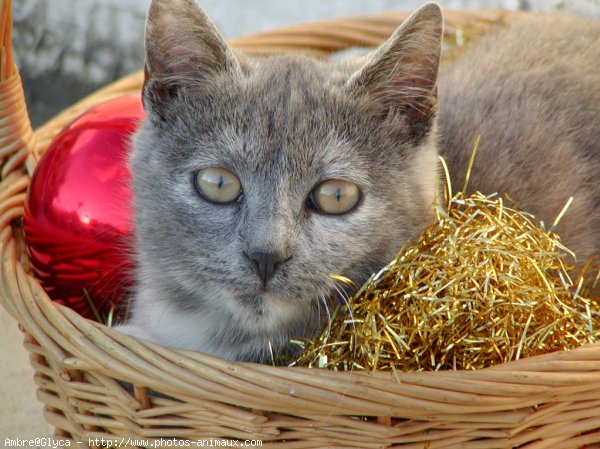 Photo de Chat domestique