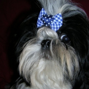 Photo de Shih tzu