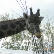 Photo de Girafe