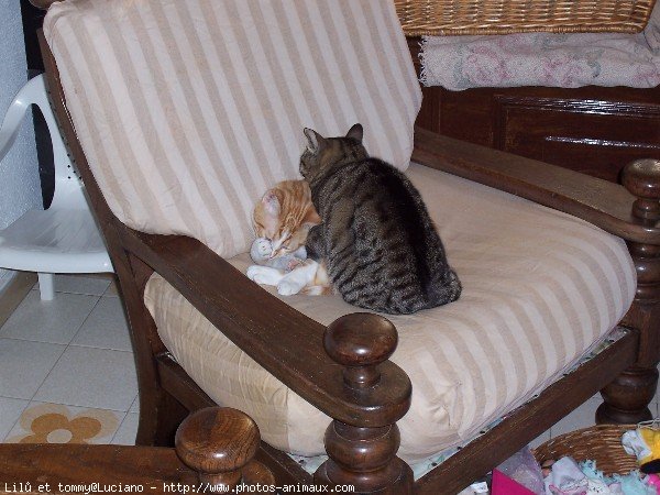 Photo de Chat domestique