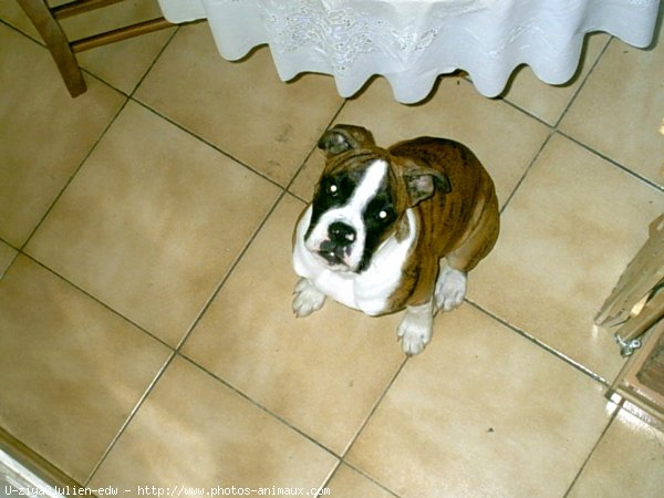 Photo de Boxer