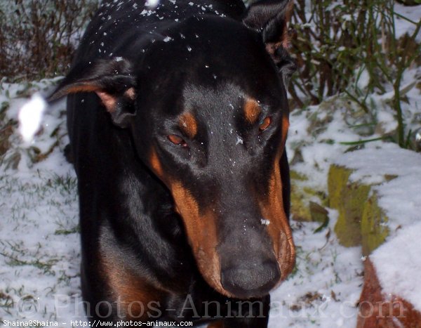 Photo de Dobermann