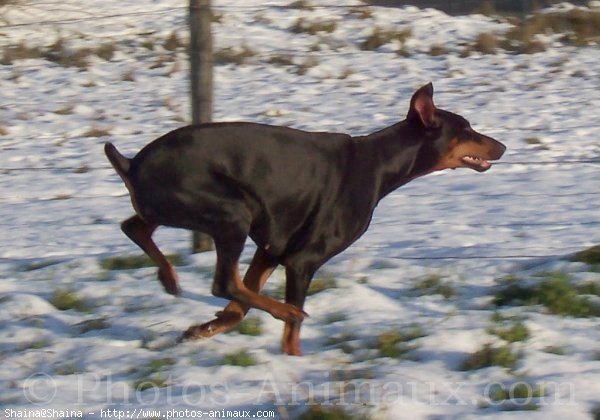 Photo de Dobermann