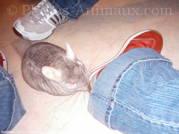 Photo de Chinchilla