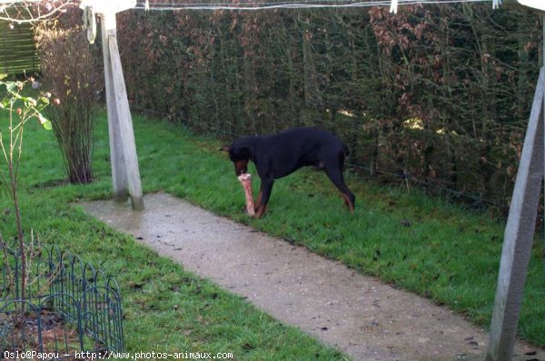 Photo de Dobermann