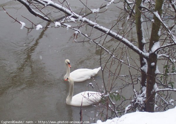 Photo de Cygne