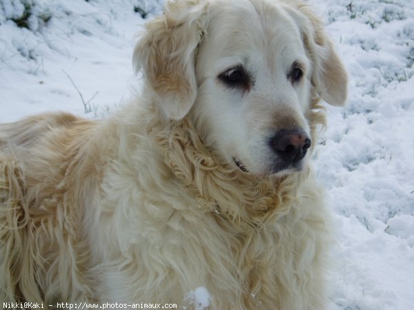 Photo de Golden retriever