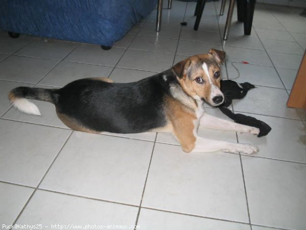 Photo de Jack russell terrier