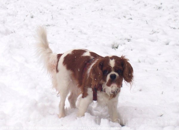 Photo de Cavalier king charles spaniel